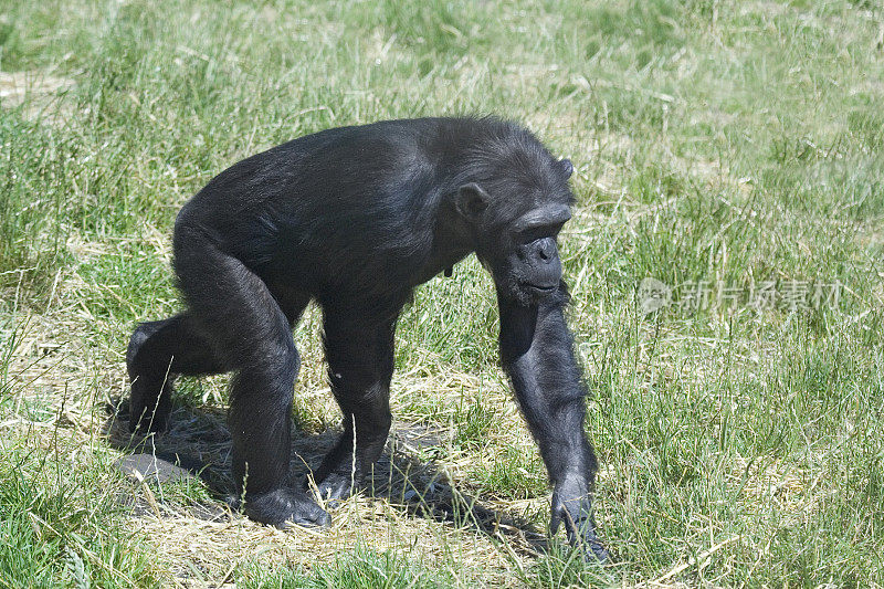 Chimp on the move